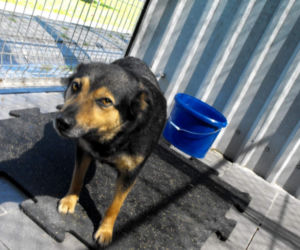 Psy z Radys już w Kędzierzynie-Koźlu! Możesz je adoptować