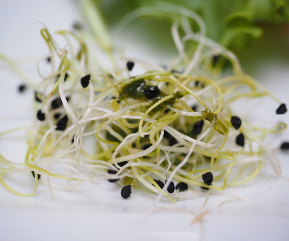 alfalfa-sprouts-1522076_1920.jpg