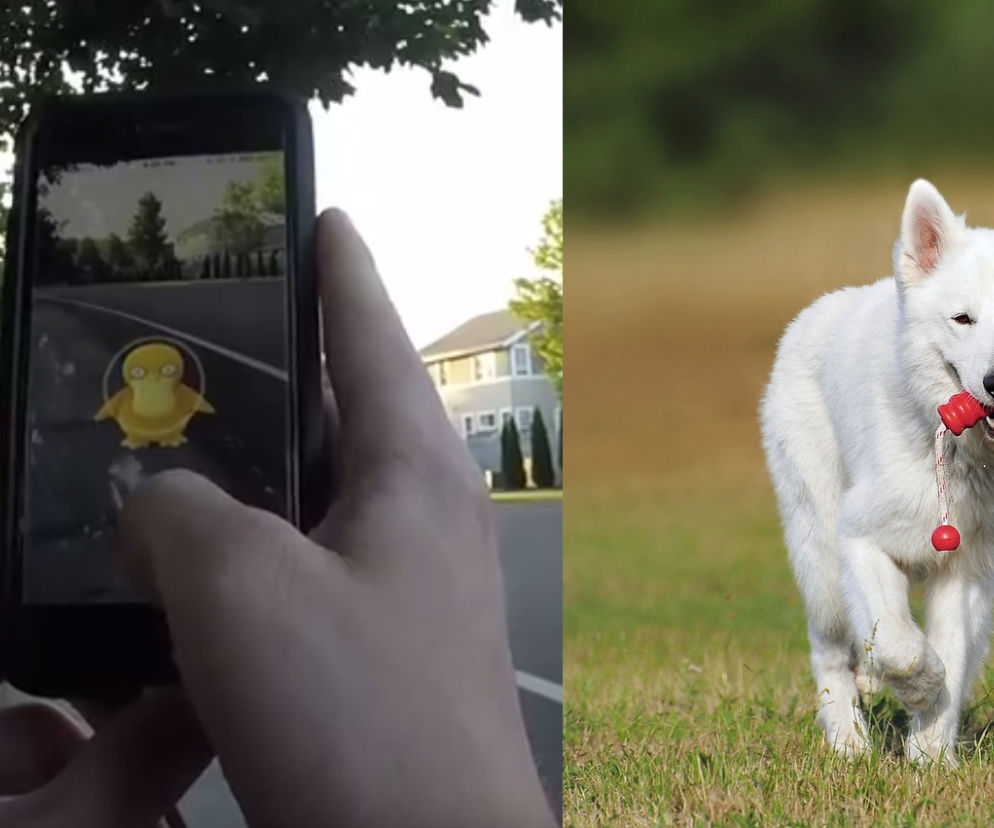 Grając w Pokemon Go można pomóc zwierzętom