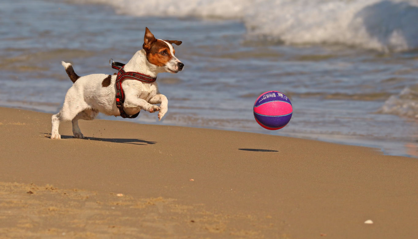 Rasy psów do małych mieszkań: jack russell terrier