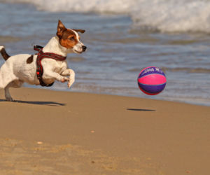 pies do bloku - jack russell terrier