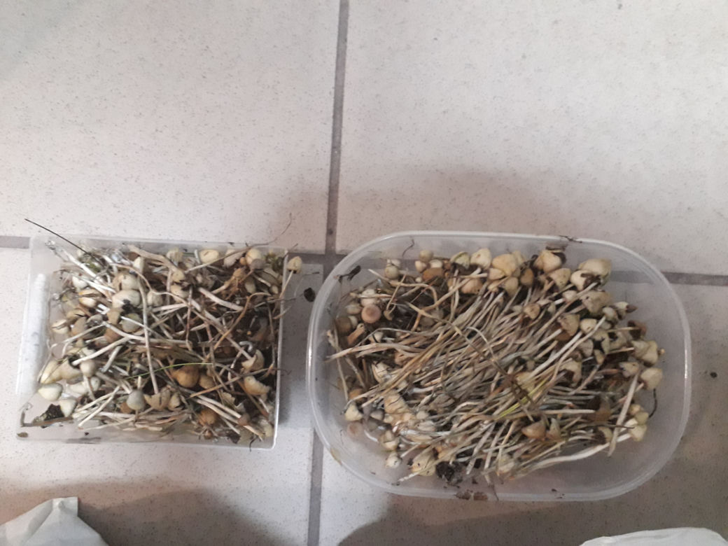 Kraków. Marihuana, amfetamina i grzybki halucynogenne. 30-latków zatrzymano na gorącym uczynku [ZDJĘCIA]