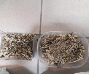 Kraków. Marihuana, amfetamina i grzybki halucynogenne. 30-latków zatrzymano na gorącym uczynku [ZDJĘCIA]