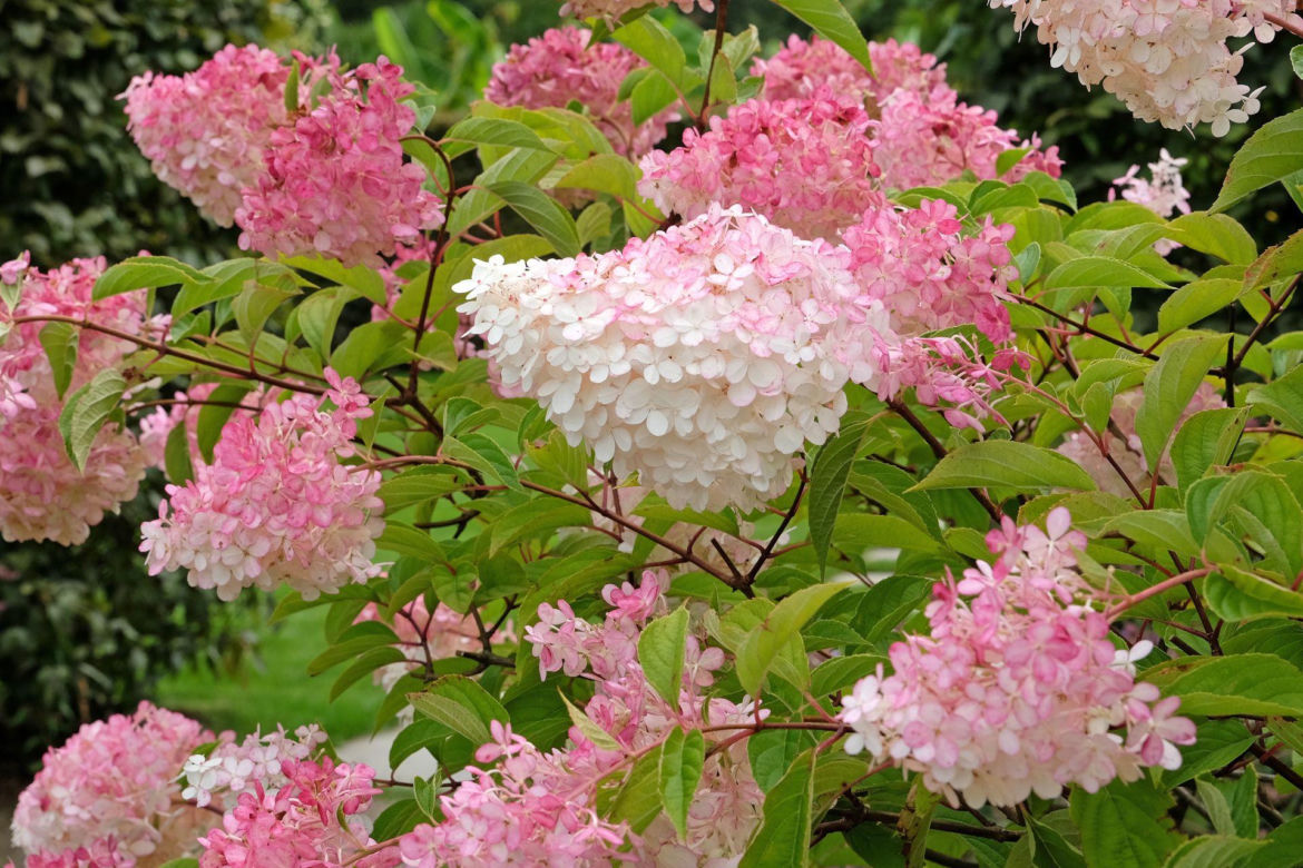 Hortensja bukietowa Vanille Fraise