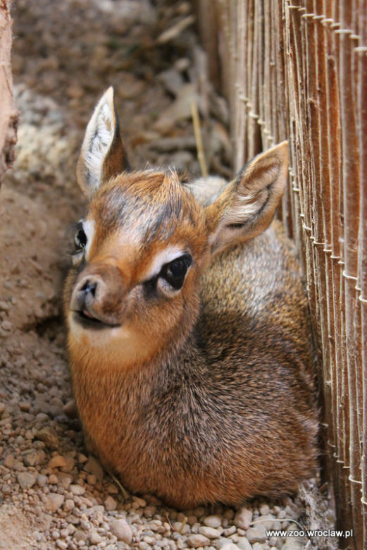 Narodziny antylopy dikdik we Wrocławiu