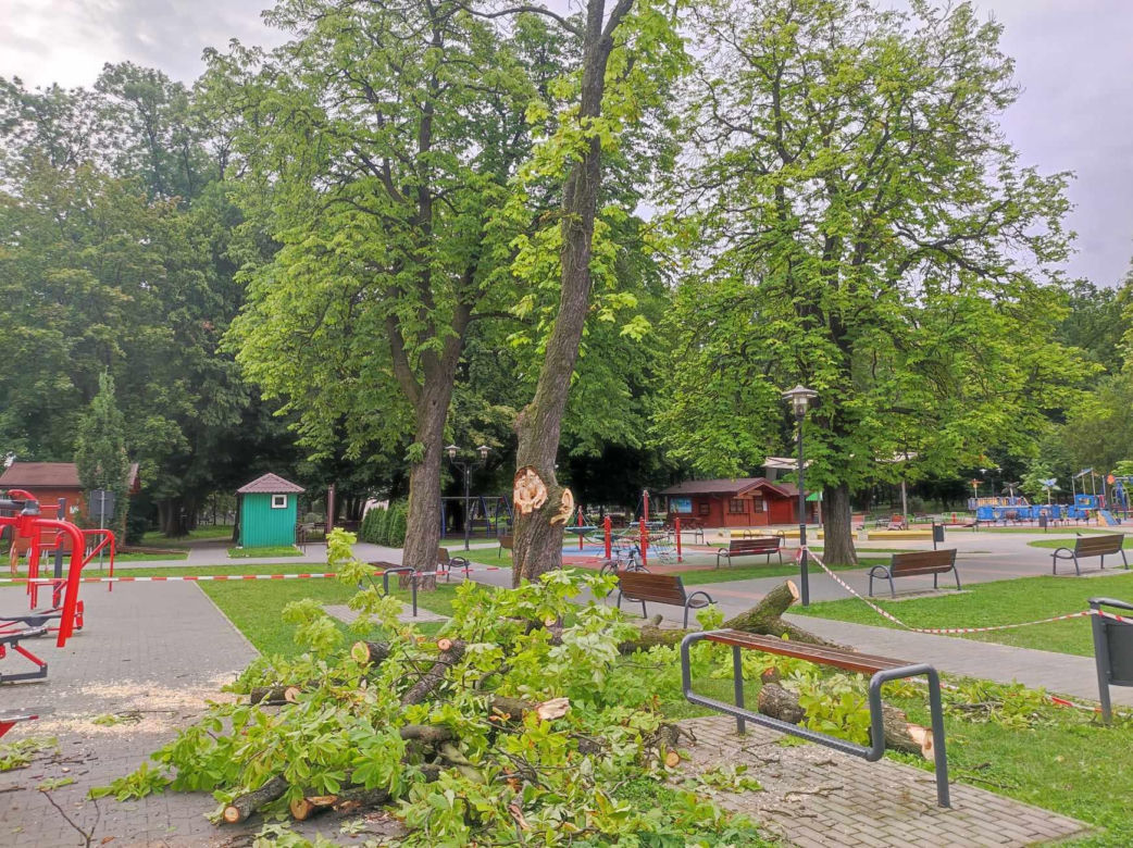 Tarnów. Dziewczynka uderzona przez zerwany konar. Koszmar na placu zabaw w Parku Strzeleckim