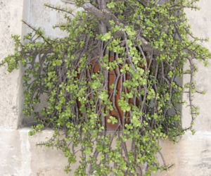 Portulacaria afra