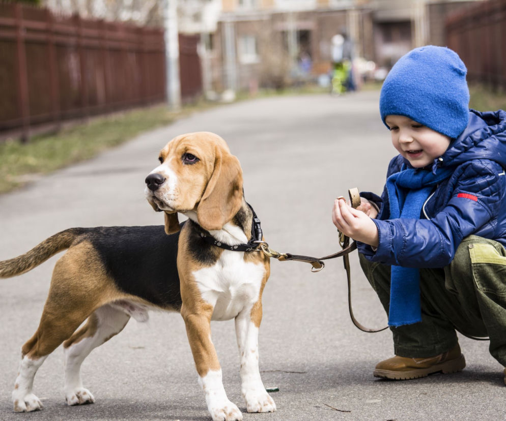 beagle