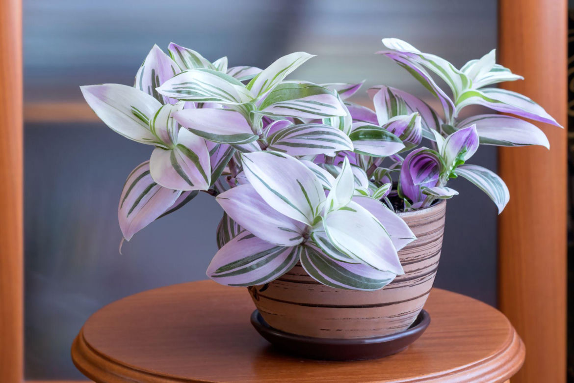 Trzykrotka 'Nanouk'