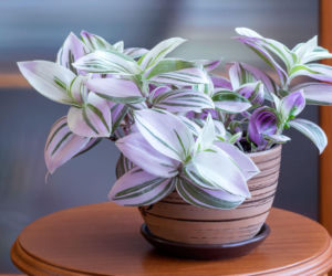 Trzykrotka 'Nanouk'