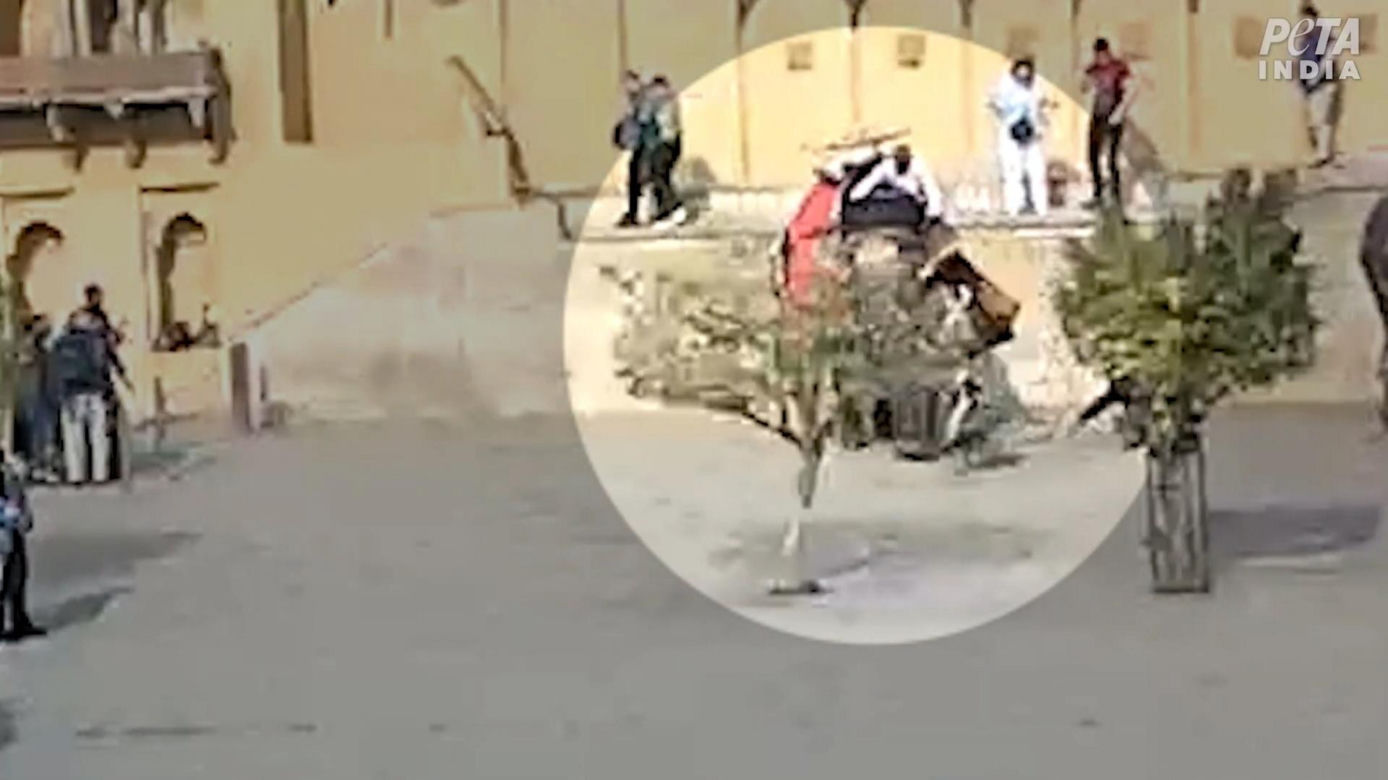 Słoń zmasakrował rosyjską turystkę! Wideo mrozi krew w żyłach