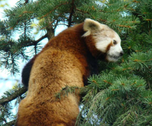 Zoo w Chorzowie: pandy czerwone