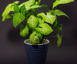Syngonium