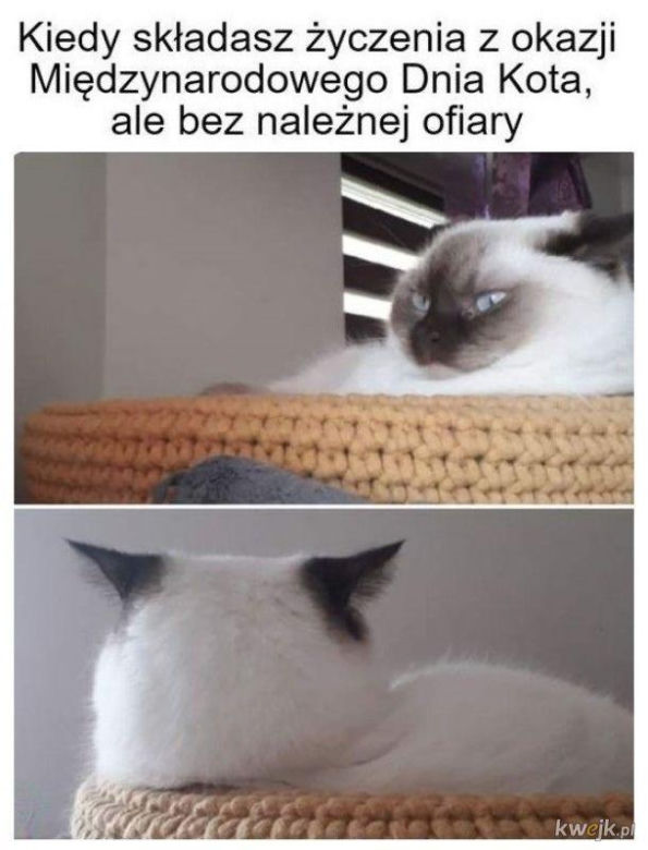 Mruczysz ze śmiechu? Najlepsze memy na Dzień Kota