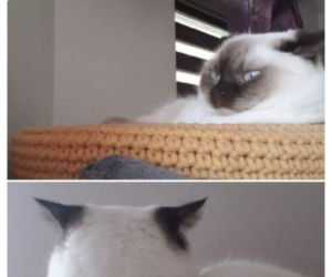 Mruczysz ze śmiechu? Najlepsze memy na Dzień Kota