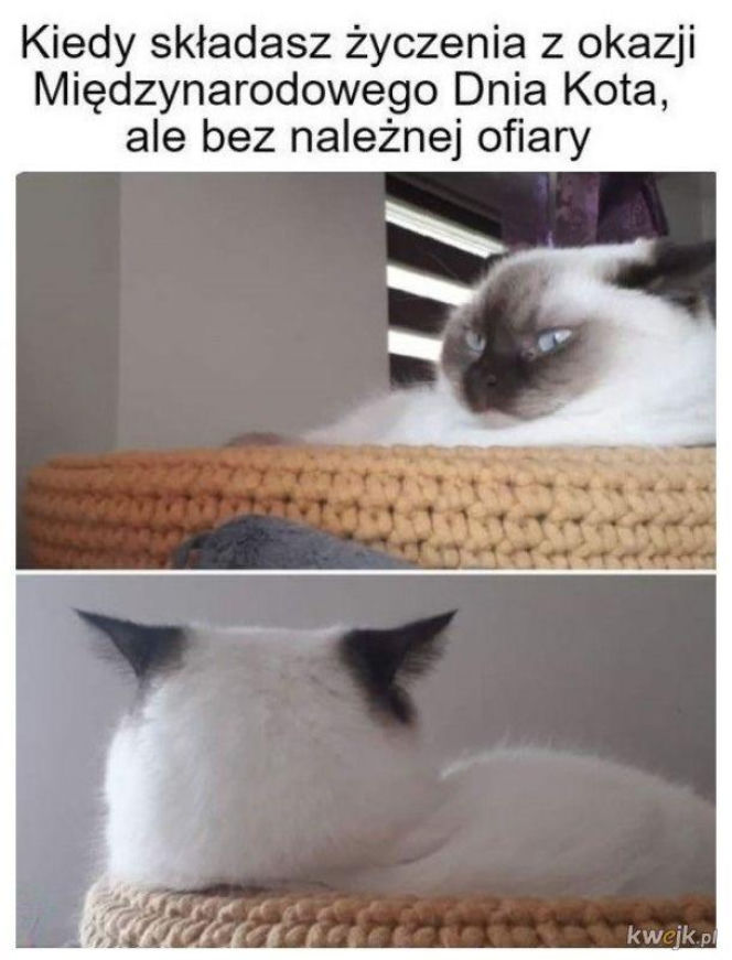 Mruczysz ze śmiechu? Najlepsze memy na Dzień Kota