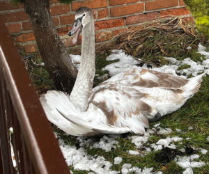 Pospieszyli z pomocą młodemu łabędziowi. Wspólna akcja strażników z Gostynia i schroniska w Dalabuszkach