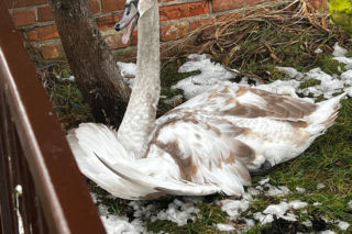 Pospieszyli z pomocą młodemu łabędziowi. Wspólna akcja strażników z Gostynia i schroniska w Dalabuszkach