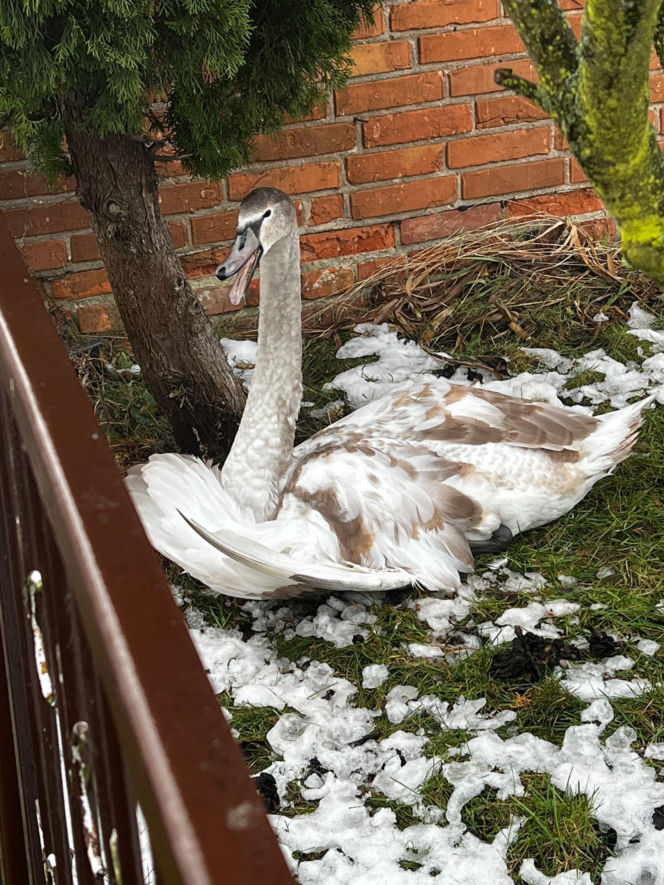 Pospieszyli z pomocą młodemu łabędziowi. Wspólna akcja strażników z Gostynia i schroniska w Dalabuszkach