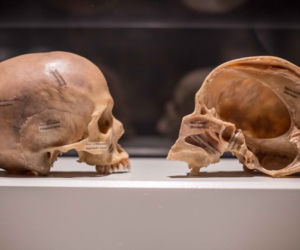 Bodies Revealed