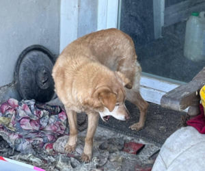 Interwencja w gminie Brody. Pies zamarzł na łańcuchu przywiązany do fotela. „Ludzie to potwory”