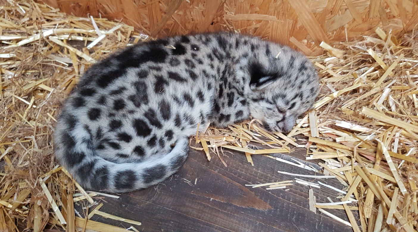 Kolejne narodziny w warszawskim zoo