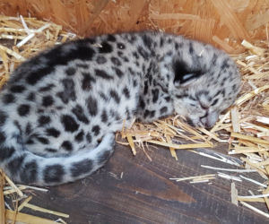 Kolejne narodziny w warszawskim zoo