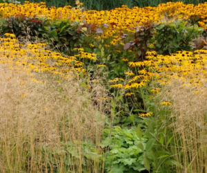 Rudbekia na rabacie