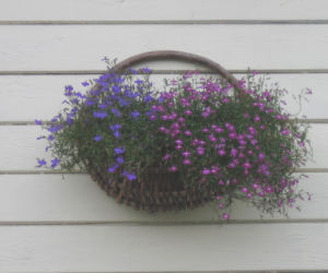 Lobelia przyladkowa