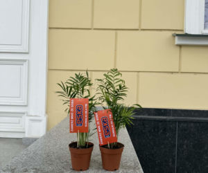 Darmowe palmy na ulicach Suwałk! Niezwykła akcja Radia ESKA