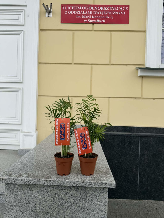 Darmowe palmy na ulicach Suwałk! Niezwykła akcja Radia ESKA