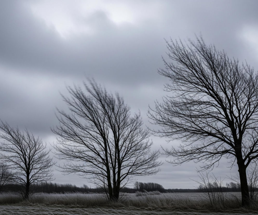 Mroczny, szary pejzaż w pochmurny dzień. Trzy drzewa bez liści, o nagich, ciemnych gałęziach, dominują na pierwszym planie, z czego dwa po prawej stronie mają rozmyte korony, sugerujące ruch na wietrze. Ich gałęzie są cienkie i skierowane lekko w prawo, co wzmacnia wrażenie wiatru. Pod drzewami rozciąga się pole pokryte szronem, z widocznymi kępami białej, zmrożonej trawy na brązowej ziemi. W tle widoczny jest ciemny pas lasu, a ponad nim rozciąga się ciężkie, jednolicie szare niebo z widocznymi jaśniejszymi smugami.