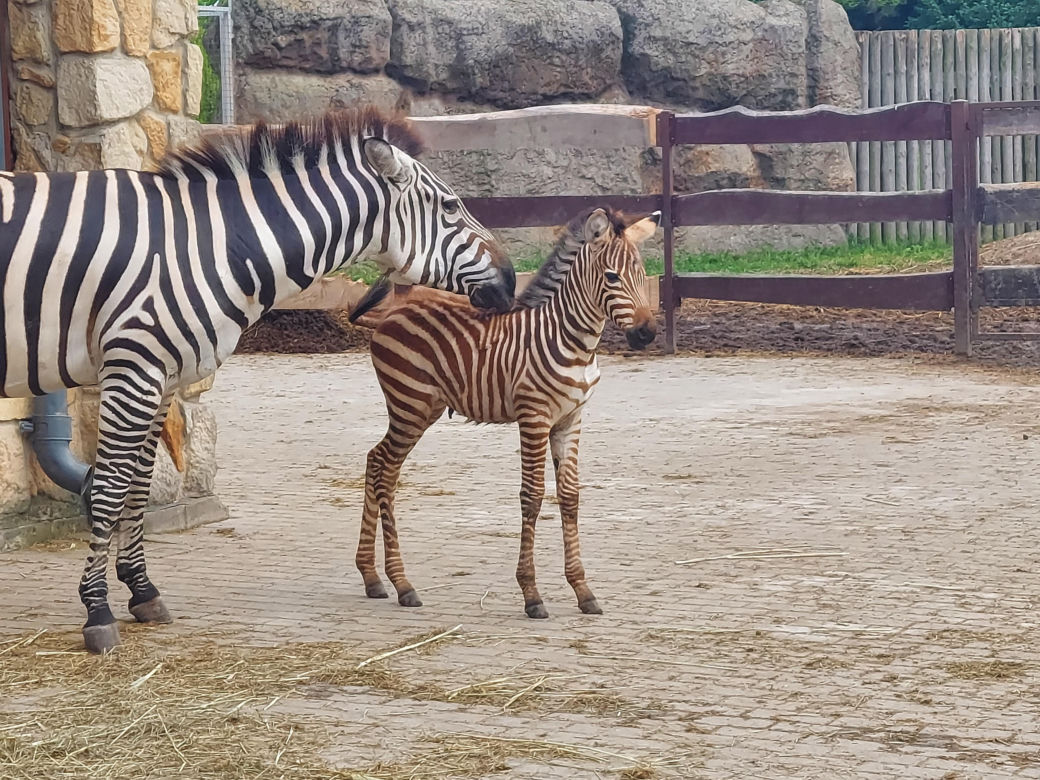 Mała zebra w zamojskim ZOO