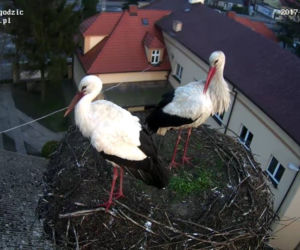 Jajeczko u bocianów