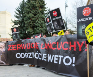 Wielki Marsz dla Zwierząt po wecie prezydenta