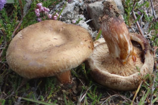 Kiedyś uznawany za jadalny, dzisiaj jest śmiertelnym zagrożeniem! Tego grzyba omijaj szerokim łukiem