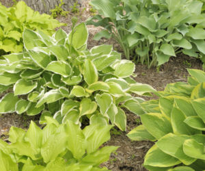 Hosta