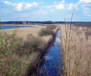 Rezerwat nad jeziorem Świdwie
