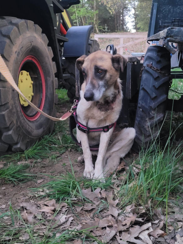 Ktoś poderżnął gardło suczce, a potem porzucił jak śmiecia! Bambi konała w męczarniach [ZDJĘCIA]