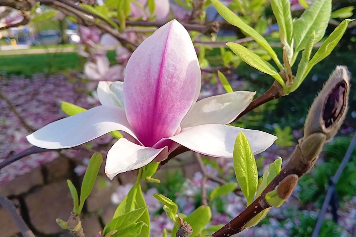 Magnolie w Szczecinie
