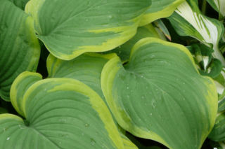 Funkia 'Fragrant Bouquet' - Hosta 'Fragrant Bouquet'