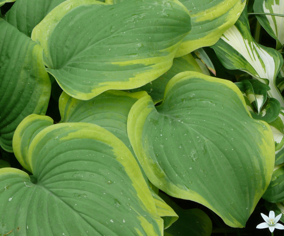 Funkia 'Fragrant Bouquet' 