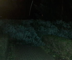 Orkan Ksawery nad Małopolską: Powalone drzewa, utrudnienia w ruchu [ZDJĘCIA, WIDEO]