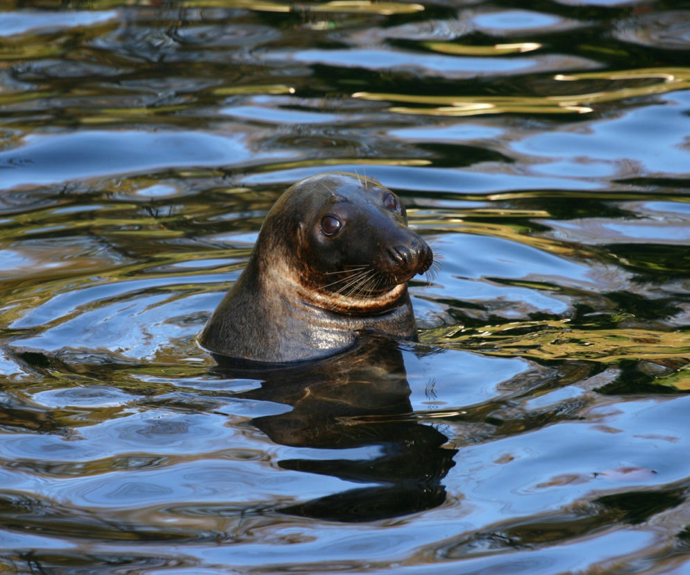 Zwierzęta w gdańskim zoo
