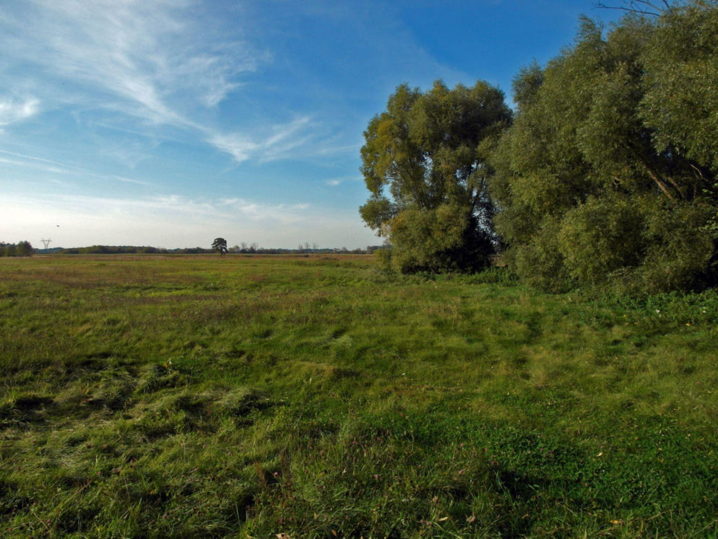 Brochów