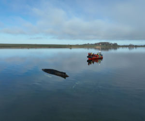 Humbak utknął u północnych wybrzeży Niemiec