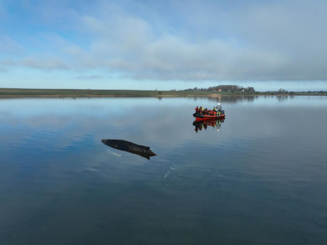 Humbak utknął u północnych wybrzeży Niemiec