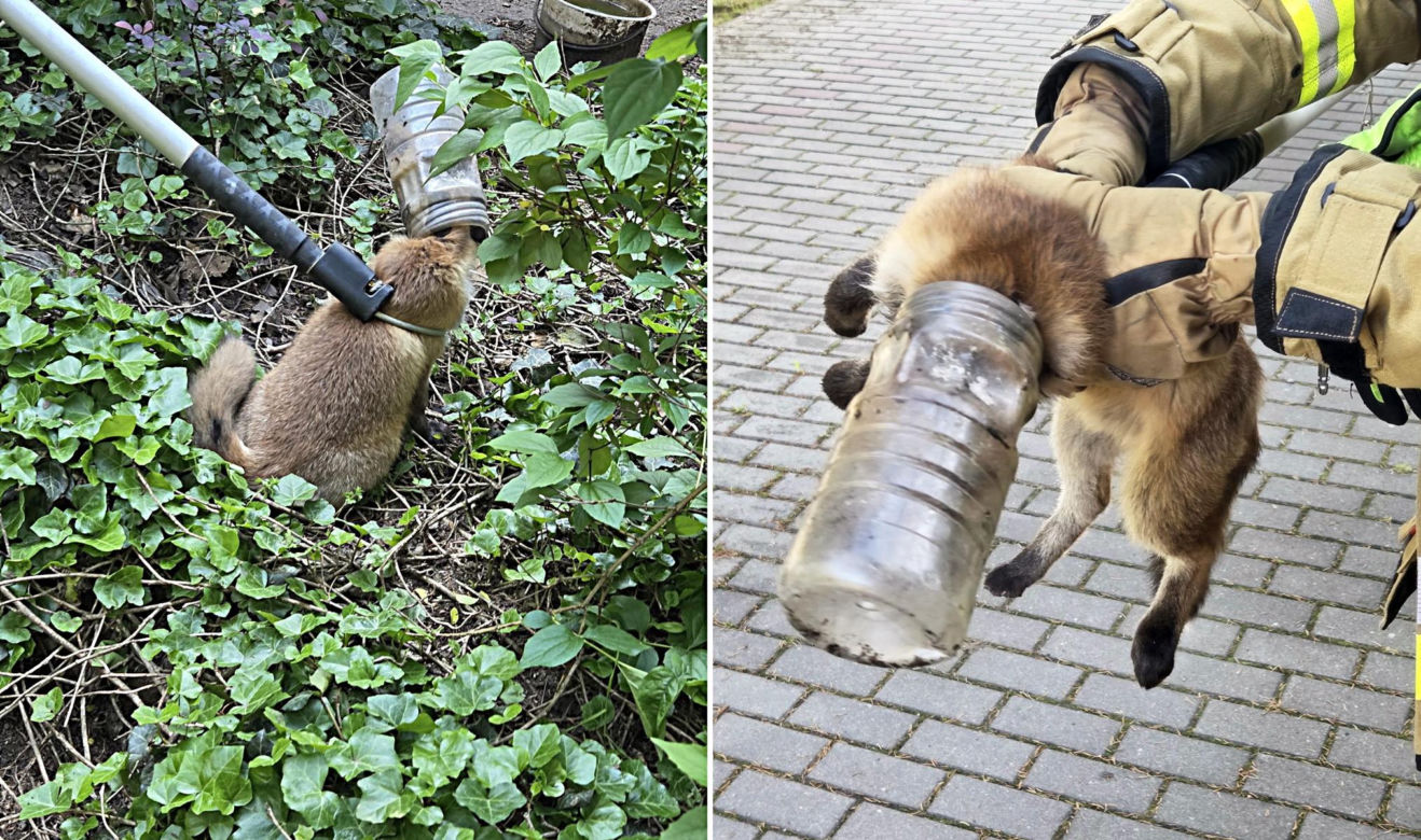 Niecodzienna akcja ratunkowa w Józefowie. Lis utknął w słoiku 