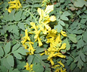 Kokorycz 'Canary Feathers'