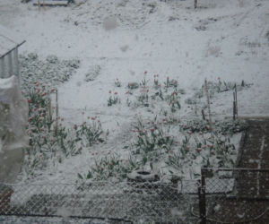 Zima w maju 2011 - zdjęcia Czytelników (Sierakowice na Pomorzu)